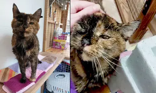 A British cat has been recognised in the Guinness World record as the oldest living cat just before her 27th birthday.