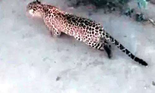 10-year-old boy killed by leopard in Uttar Pradeshs Balrampur