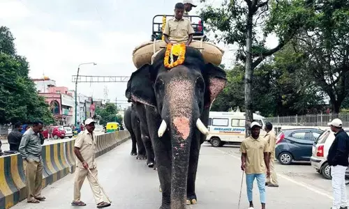 Dasara elephant Gopalaswamy succumbs to injuries