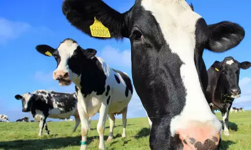 Less burping, more meat & milk