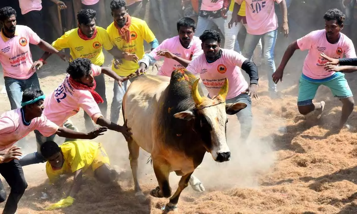 Youth trying to tame a bull at a Jallikattu event near Dindigul, Tamil Nadu.