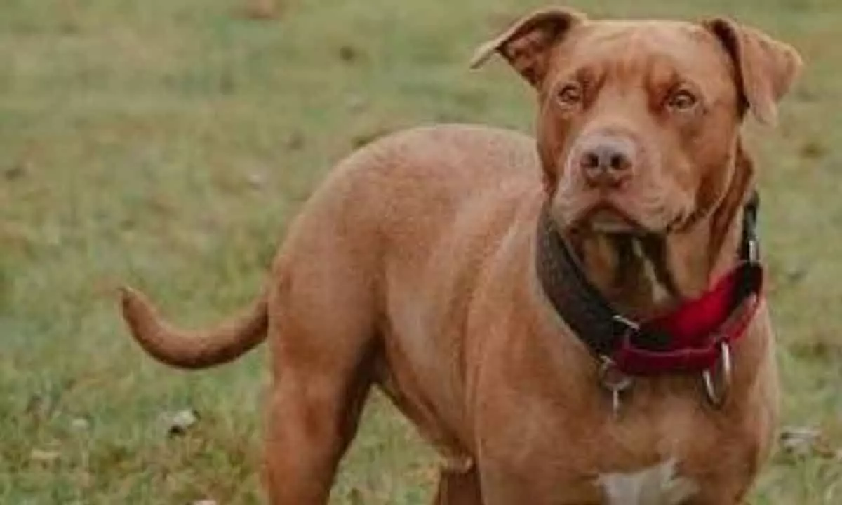 Ban sought on Pitbull breed after boy attacked