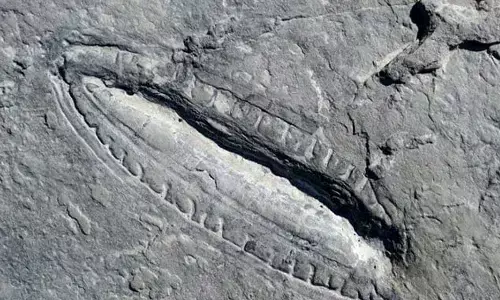 This discovery sheds light on how our earliest animal ancestors operated.