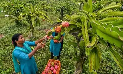 Dragon fruit farmer Vijaylakshmi at her farm in Narpala in Anantapur district