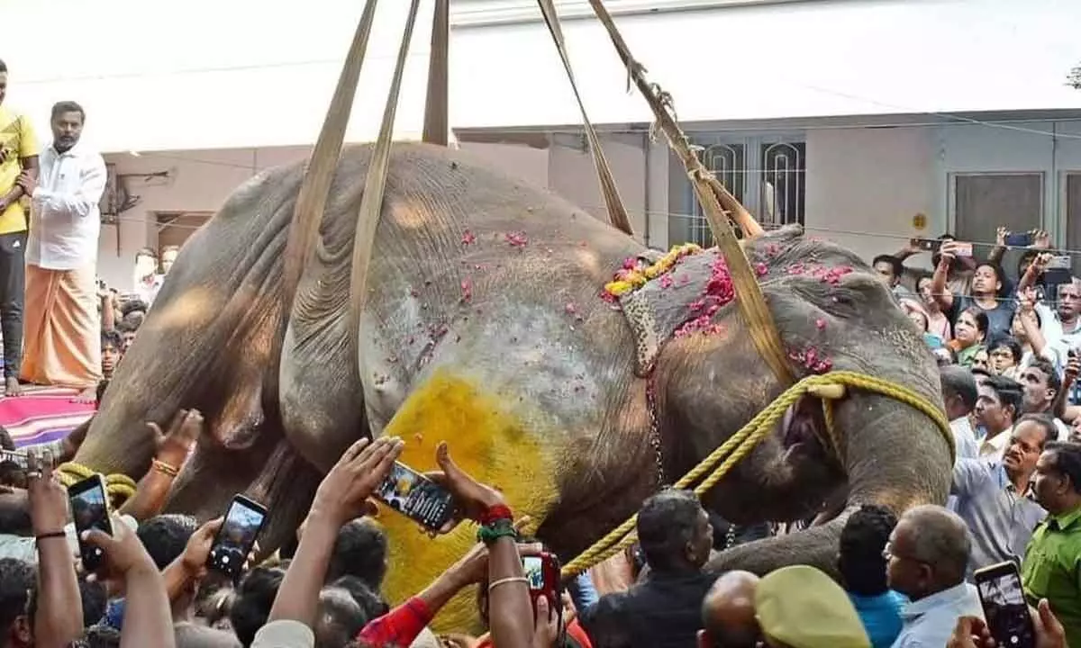 Puducherry temple elephant 'Lakshmi' collapses on road, dies