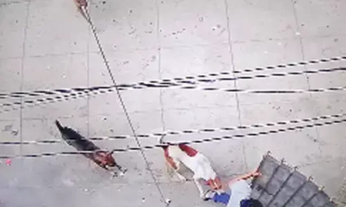 Stray dogs, monkeys keep city residents on the edge