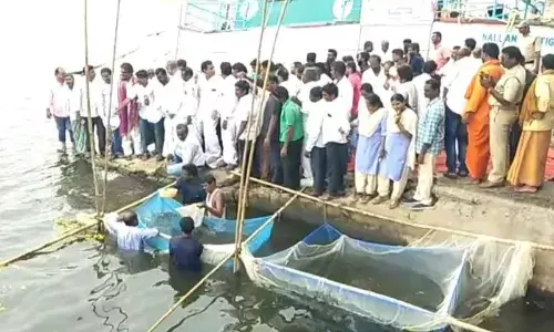 4 lakh fingerlings released into Nagarjuna Sagar