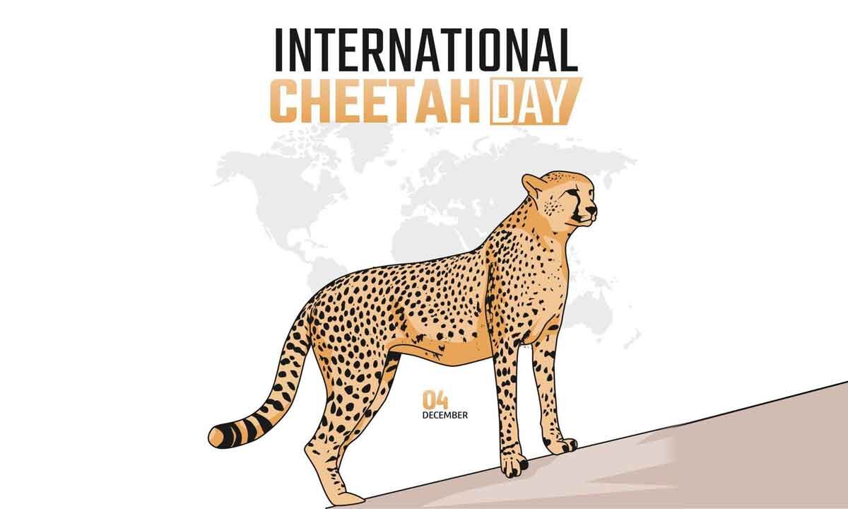 International Cheetah Day