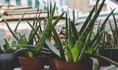 Mystical cure-all aloe vera gel