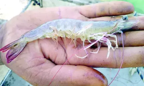 Haryana sees record production of shrimp