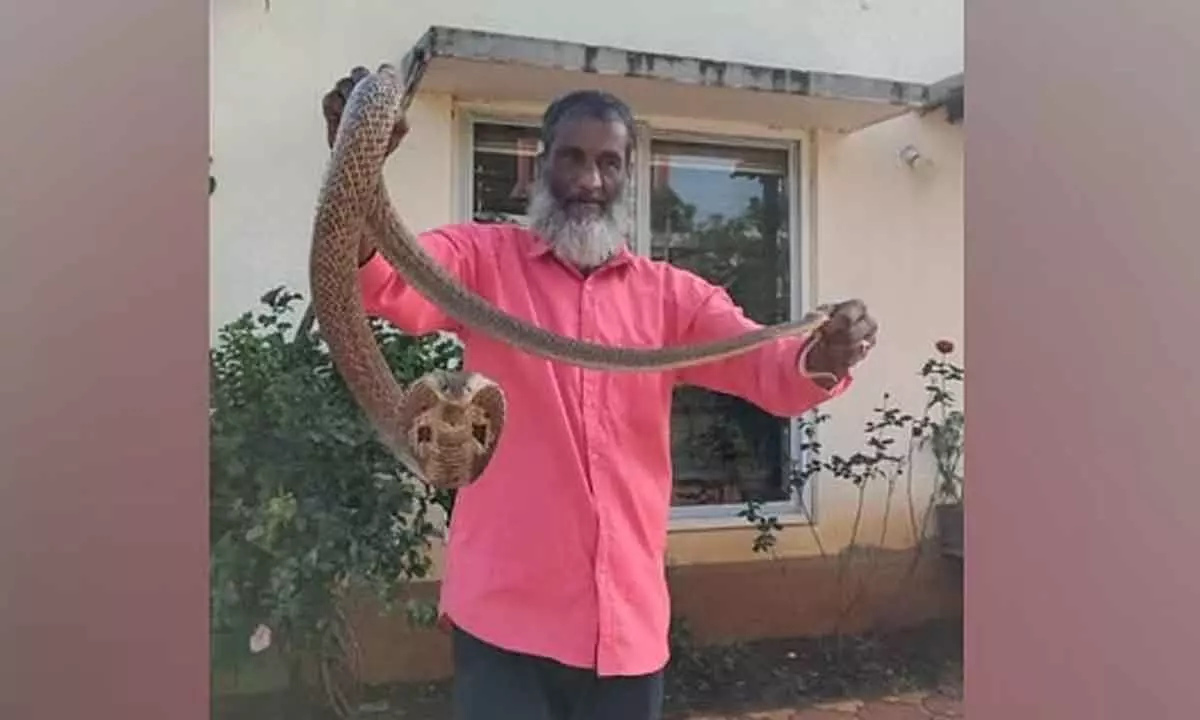 Local snake rescuer Abdul Gaffar