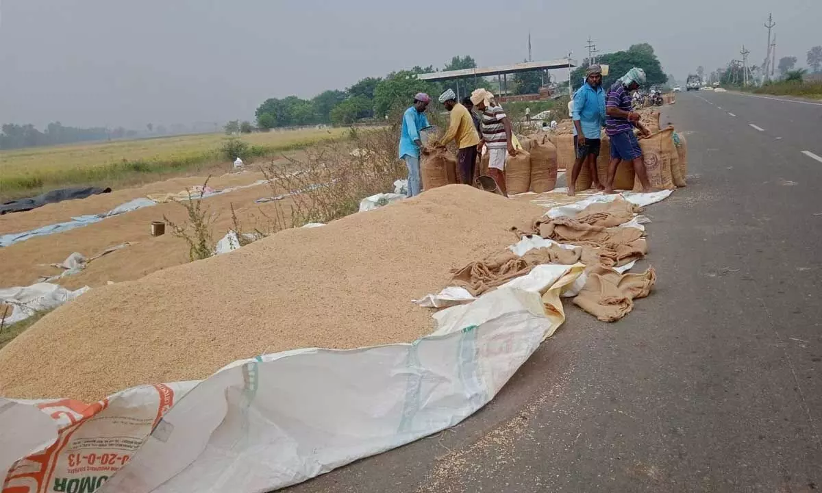 Farmers packing their threshed grains into gunny bags in view of the cyclone, at Bommuluru village in Krishna district
