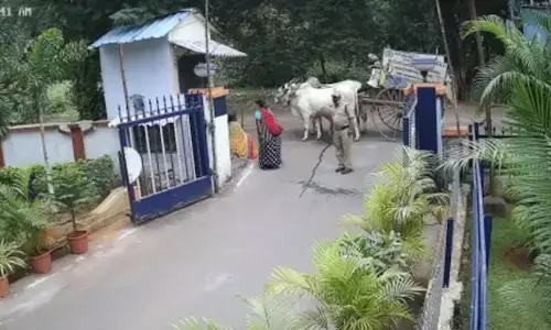 Farmer booked after his oxen urinates at SCCL GM Office in Yellandu