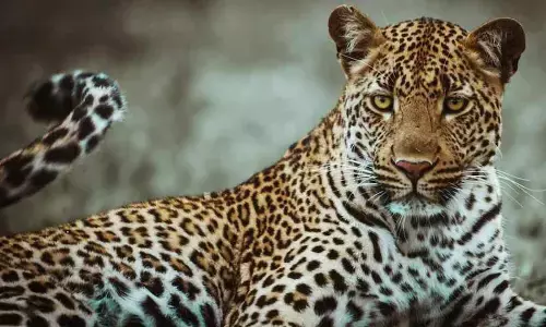 Leopard