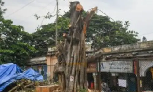 Karnataka high court permits BMRCL to carry out afforestation, relocation & tree felling