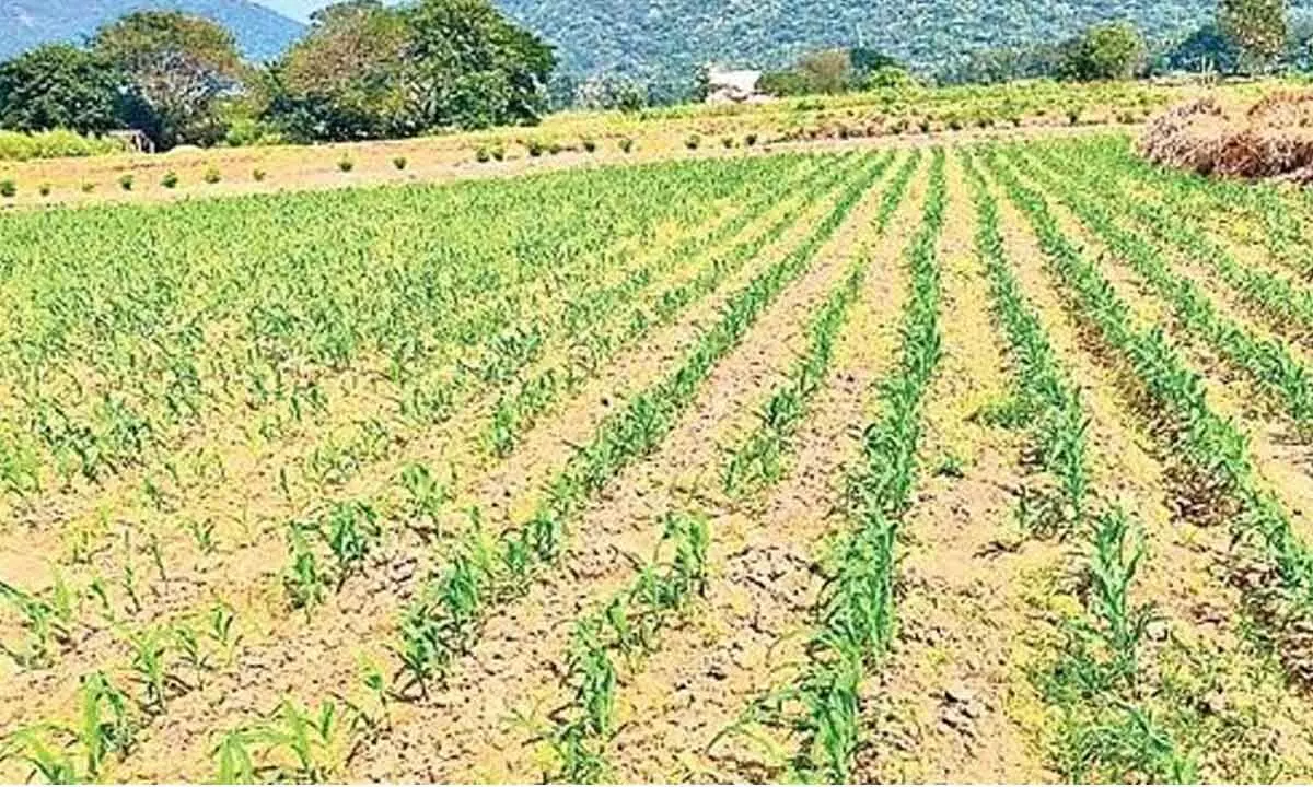 Farmers approach traders for seeds as govt fails to supply