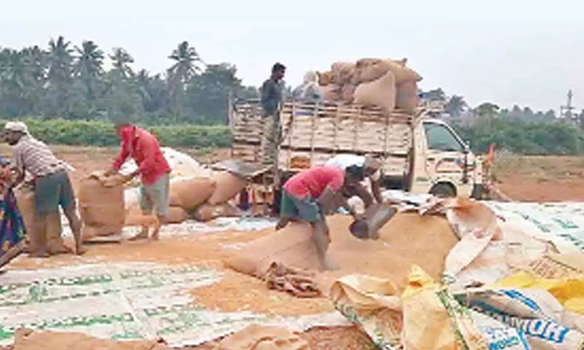 Farmers drying paddy on the road in Kakinada district