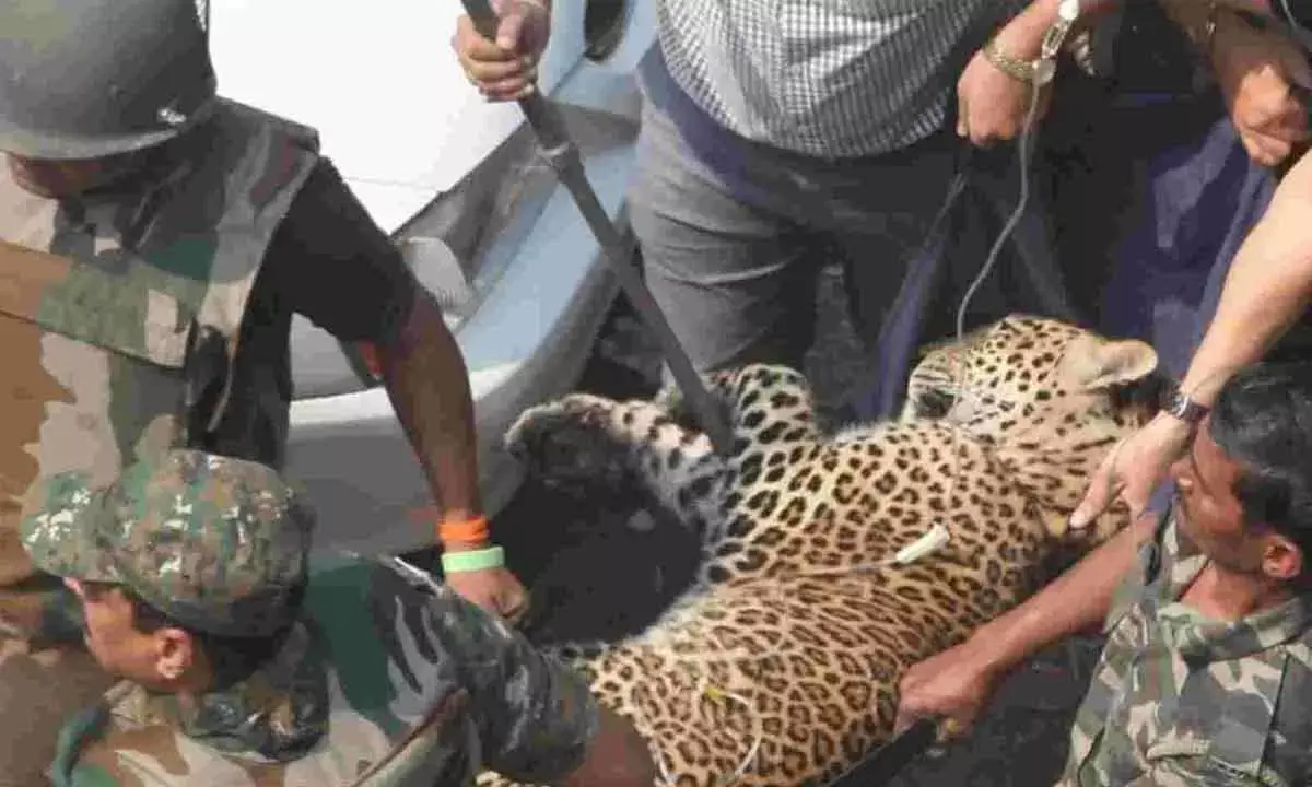 Man-animal conflict: Compensation to victims hiked in Uttarakhand