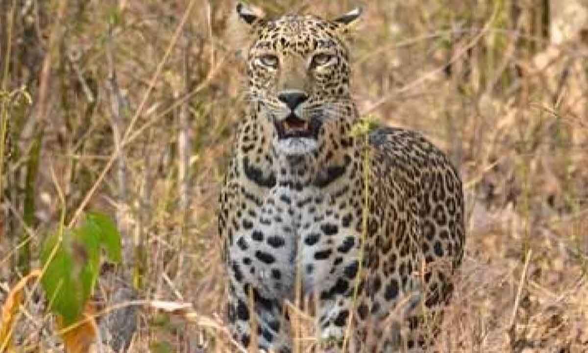 Wildlife expert's letter to CM seeks action to prevent human-leopard ...