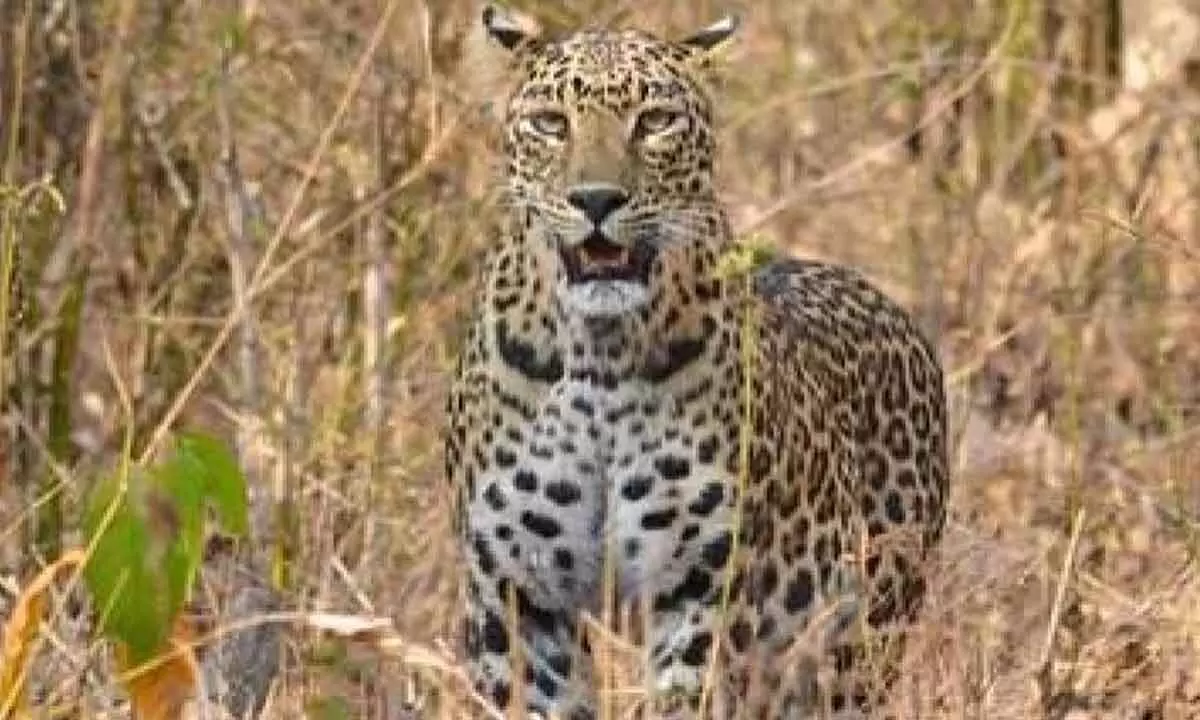 Wildlife experts letter to CM seeks action to prevent human-leopard conflict
