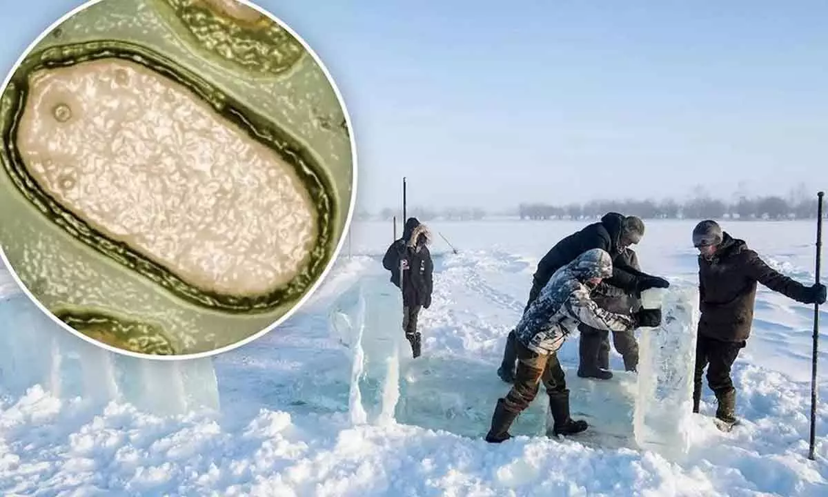 Pandoravirus: Melting Arctic unleashing ancient germs