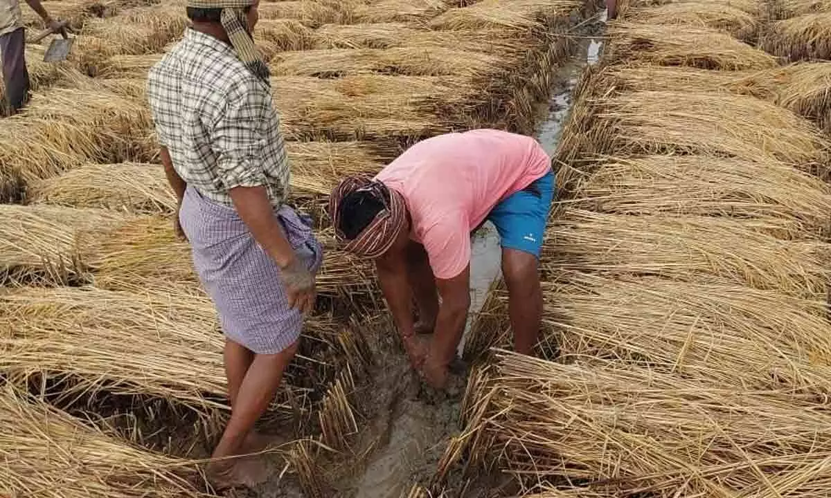 Farmers trying to save soaked harvested paddy in Divi seema region  of Krishna district