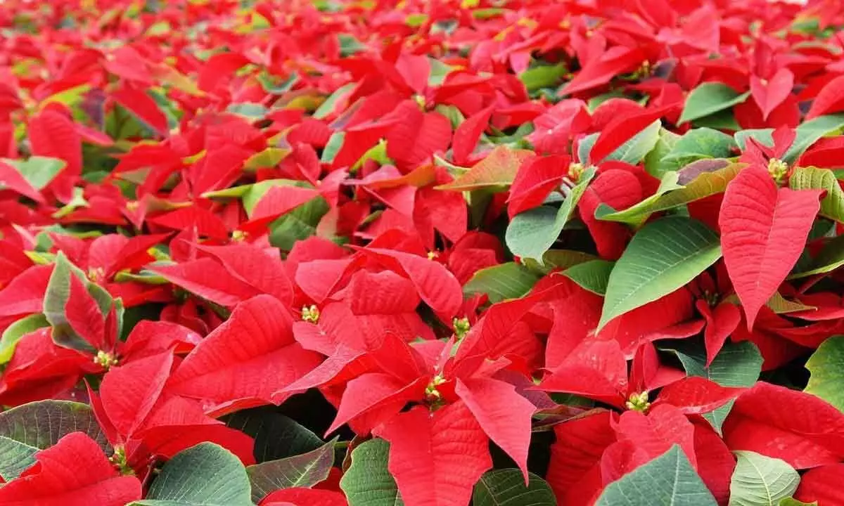 National Poinsettia Day