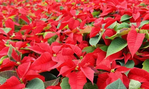 National Poinsettia Day