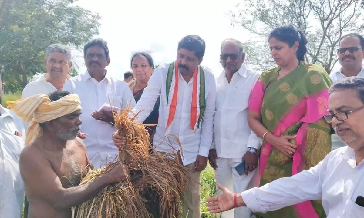 APCC chief Gidugu Rudraraju and other leaders examining damaged paddy at Movva village on Monday