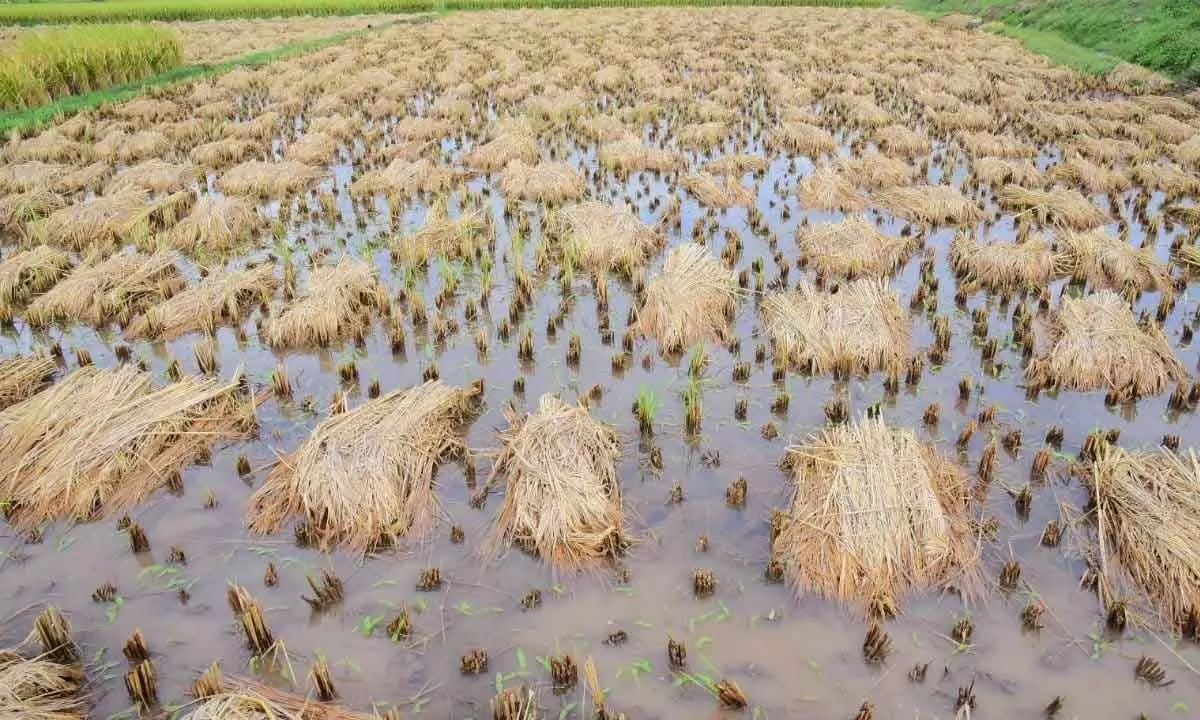 Harvested paddy crop in rainwater at PV Palem mandal of Bapatla district on Monday