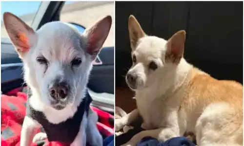 22-Year-Old Gino Wolf Set The New Record Of New Oldest Dog