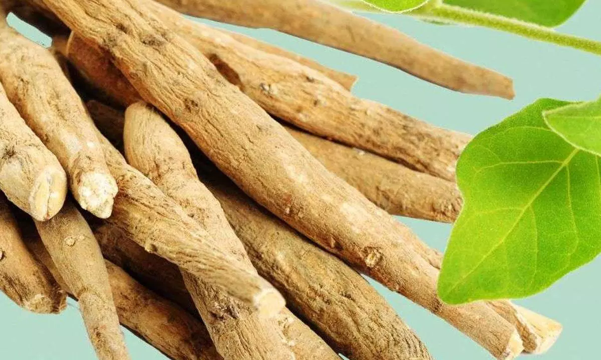 Know the Numerous benefits of Ashwagandha