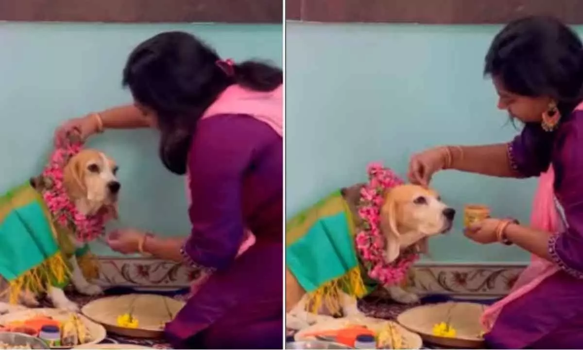 Watch The Trending Video Of Woman Throwing A Baby Shower For Her Pet Dog