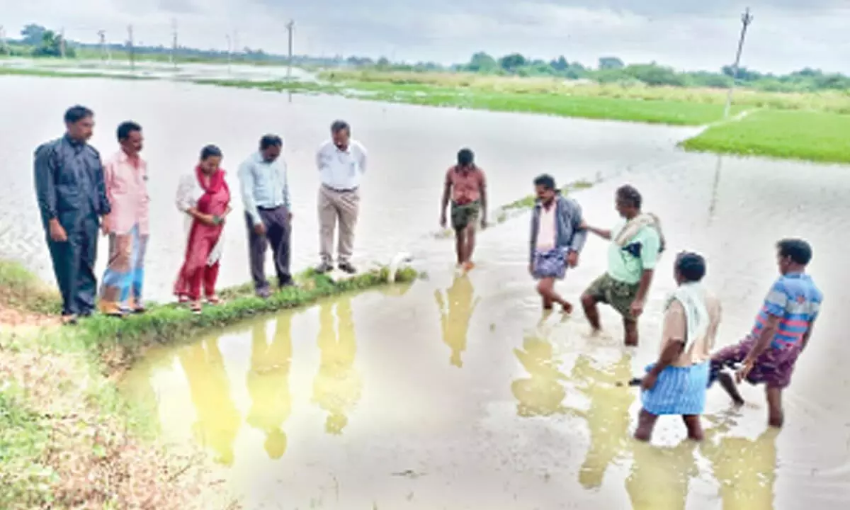Crop inundated at Krishna Puram in Renigunta mandal due to Cyclone Mandous
