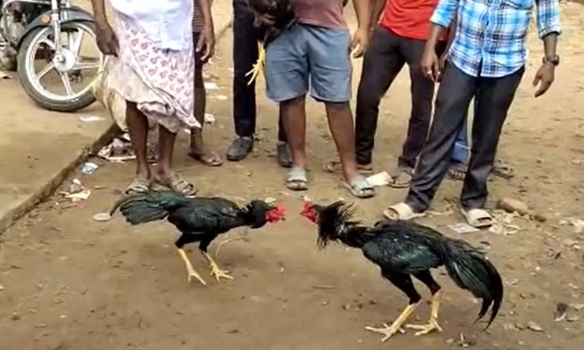 File photo of cockfighting