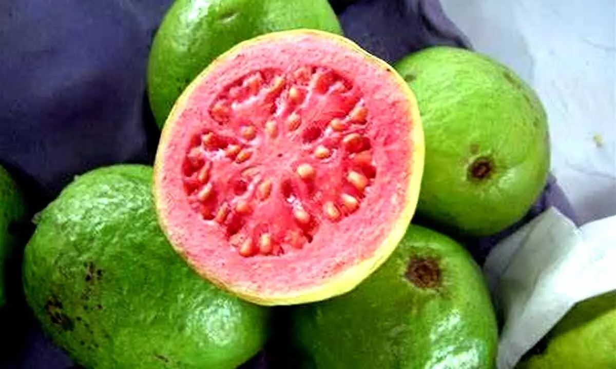 Guava, a nutritious fruit, offers numerous health benefits