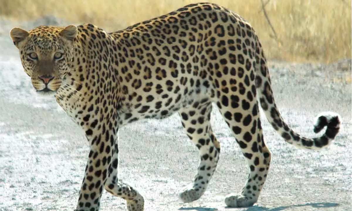 Hyderabad: Leopard that entered pharma company premises captured