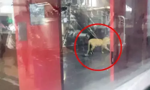 Leopard entered into Hetero labs in Hyderabad captured by forest officials
