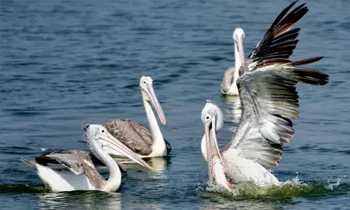 A million birds set to visit Kolleru