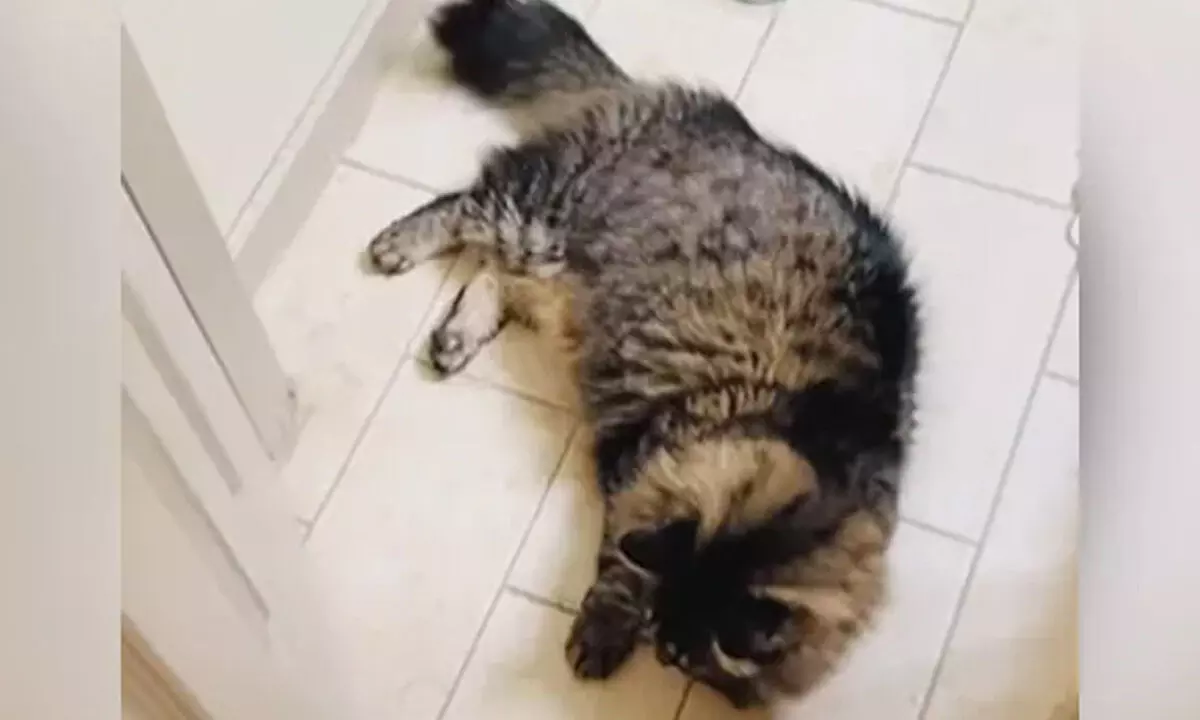 Watch The Trending Video Of Cat Playing Door Hockey With Owner