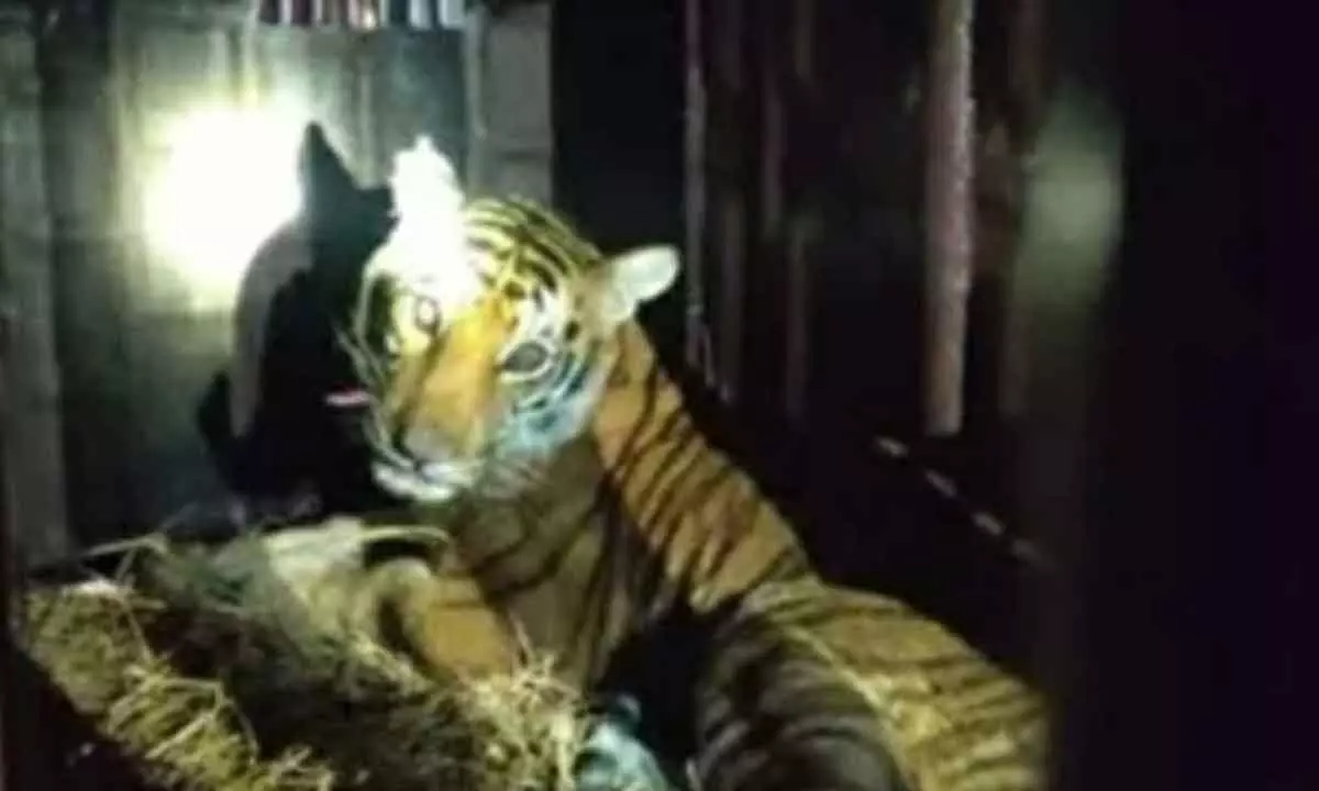 People celebrate as prowling tiger captured