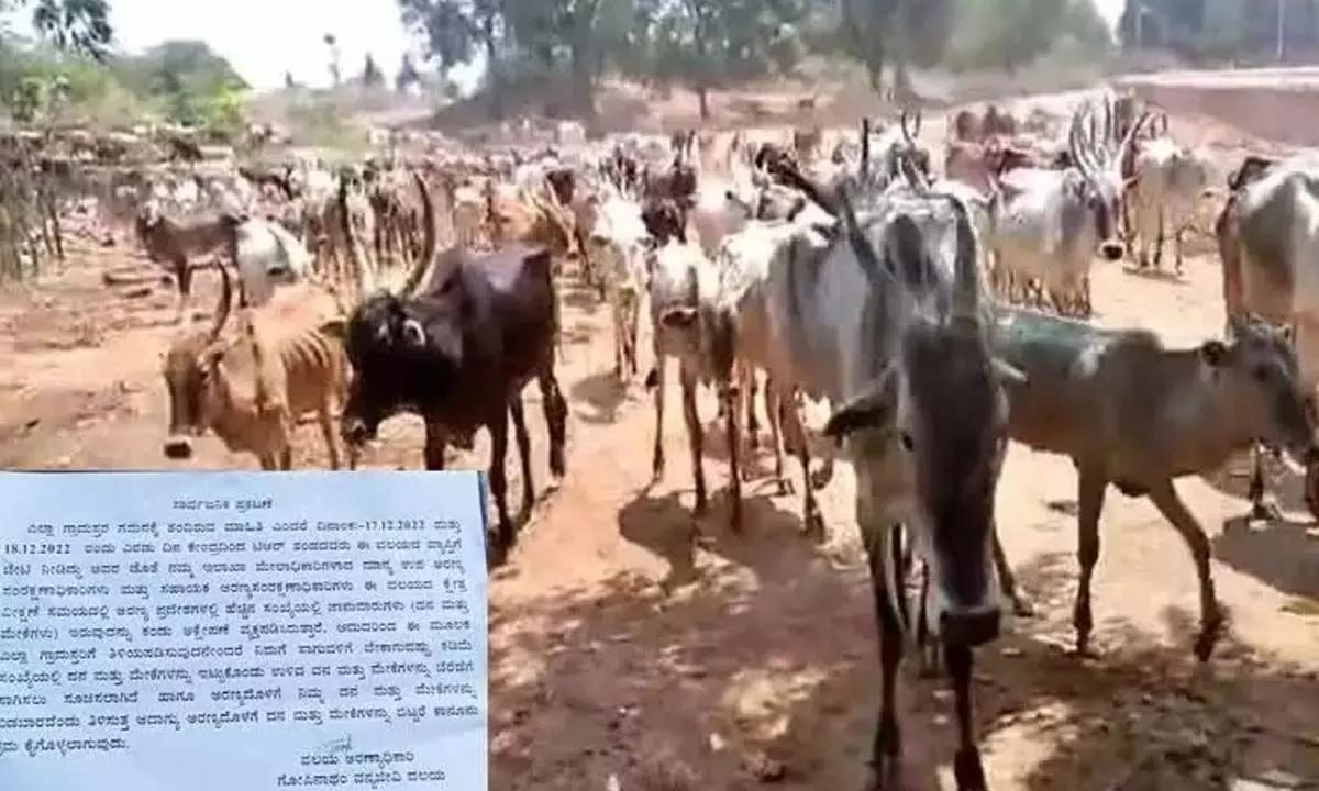 Forest Department bars farmers from rearing more cattle