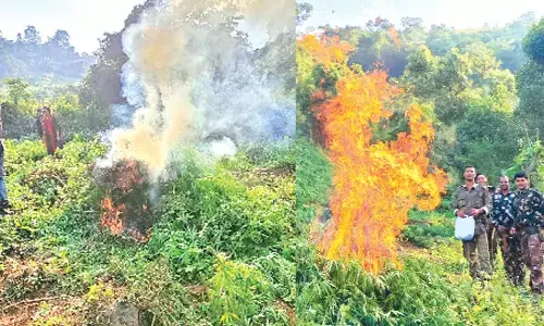 Cops destroy 2.45T ganja in 2022