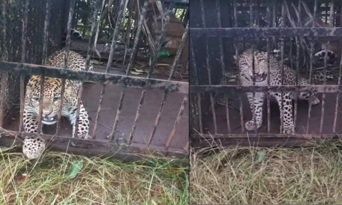 Leopard moving in Tirupati Veterinary University caught in a cage