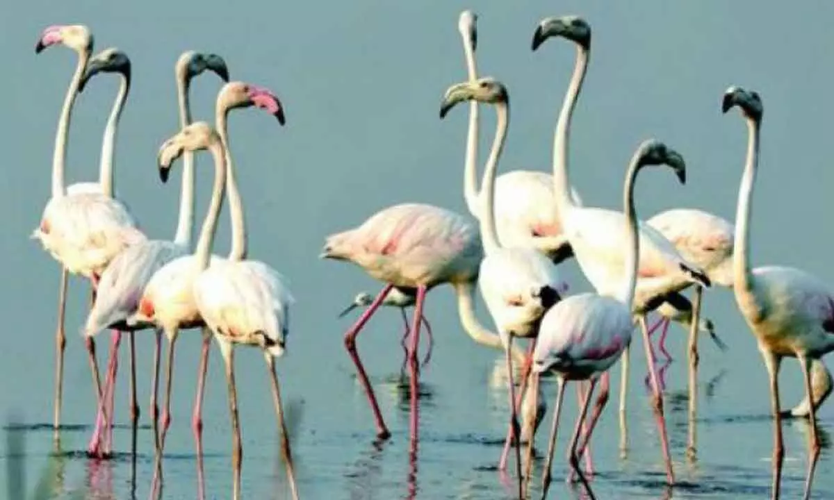 Uncertainty shrouds Flamingo festival