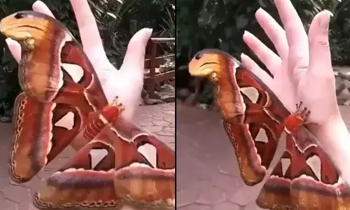 Watch The Trending Video Of Atlas Moth