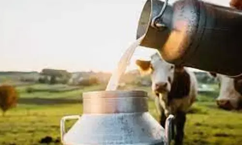 Mother Dairy to hike milk prices by `2/litre in NCR from today