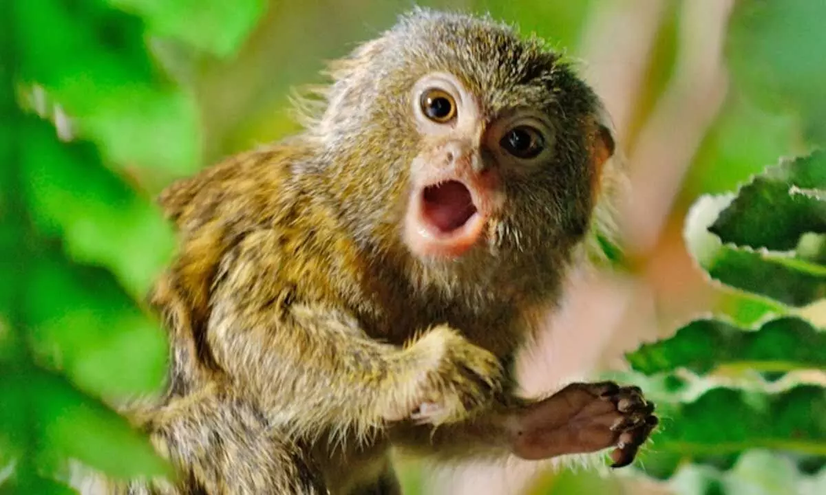 Weve come a long way since sharing a common ancestor with marmosets. (Mark Finney/Moment/Getty Images)