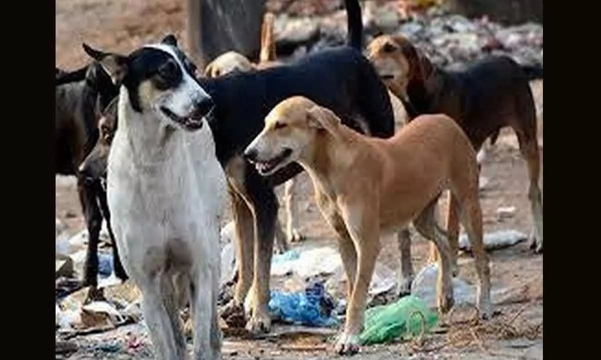 NGO turns saviour for stray dogs amid bone-chilling cold