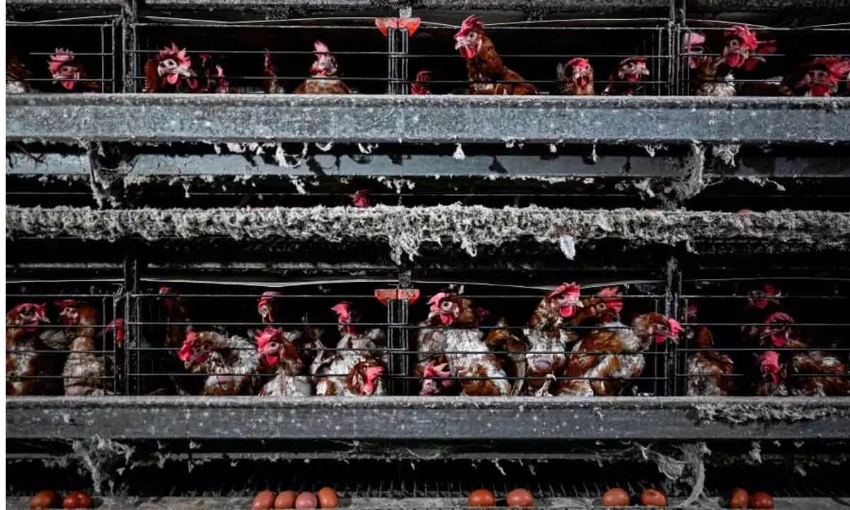 50,000 chickens to be culled at bird flu-hit farm in Denmark
